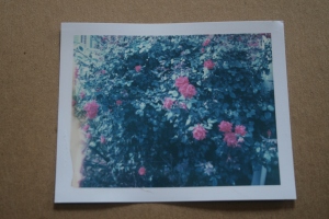 Polaroid, Rose bush, September 1